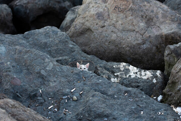 Katze auf Steinboden