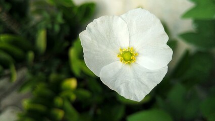 Fototapeta premium Beautiful sword plant white flowers. Bloom in the morning. Echinodorus palaefolius. White flowers and green leaves. blurred photo, focuse on flower