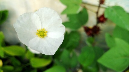 Beautiful sword plant white flowers. Bloom in the morning. Echinodorus palaefolius. White flowers and green leaves. blurred photo, focuse on flower