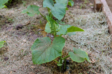 Hydroponic cultivation of cucumbers in greenhouse