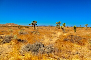Obraz premium California Desert Landscape with Mountains and Clear Blue sky 