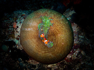 fish in anemone