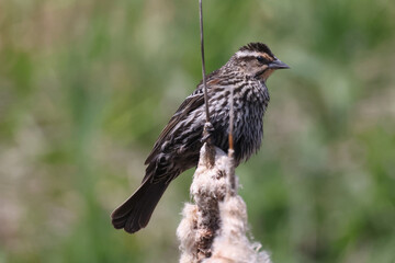 Female Red Winged blackbird perching on cattails in the marsh, also flying off branch, calling, spreading wings and watchful of her nest