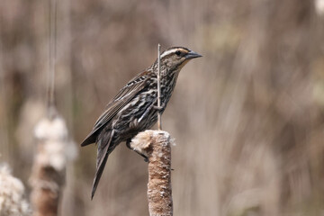 Fototapeta premium Female Red Winged blackbird perching on cattails in the marsh, also flying off branch, calling, spreading wings and watchful of her nest