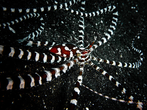 wunderpus octopus