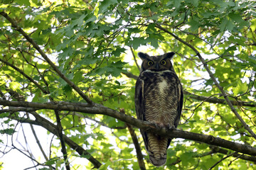 Adult Female Great Horned Owl guarding two babies and bringing food to them in deep forest canopy on bright summer day in park