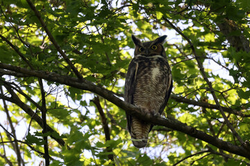 Adult Female Great Horned Owl guarding two babies and bringing food to them in deep forest canopy on bright summer day in park
