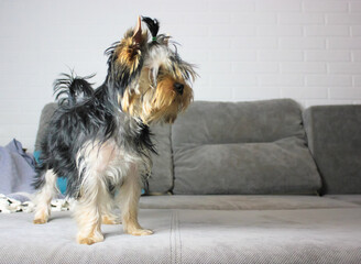 Cute happy Yorkshire Terrier breed puppy with long hair on a gray couch staying against a white wall. Dog at home. Funny pet in a modern interior. Apartment security concept. Place for text.