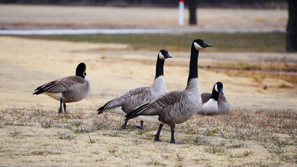 Geese 