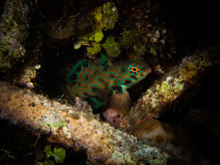 psychedelic mandarin fish