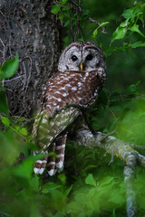 owl on a branch, Barred Owl