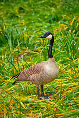 Canada goose on grass close up