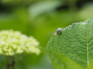 紫陽花の花と葉の上を行くカタツムリ
