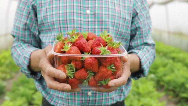 close up of man farmer holds ripe red strawberries in clear plastic box in his hands. he is in the strawberry greenhouse. agrobusiness and people