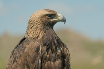 eagle bird close up in nature
