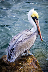 pelican on the beach