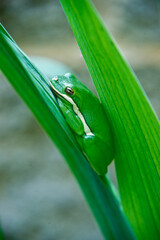 Green frog with white stripe hiding