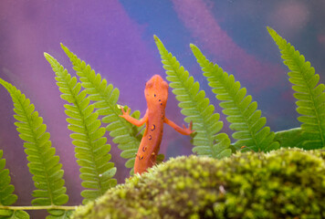 Eastern red spotted newt 43