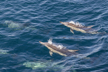 Common dolphin