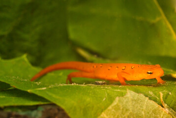 Eastern red spotted newt 26
