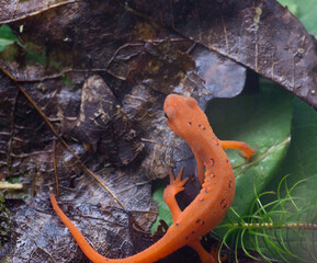 Eastern red spotted newt 22
