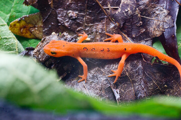 Eastern red spotted newt 21