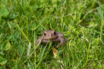 Eastern American Toad (Anaxyrus americanus) in the meadow