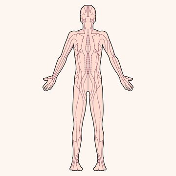 Diagram of acupuncture points on the human body
