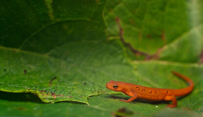 Eastern red spotted newt 13