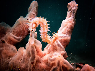 seahorse in the water