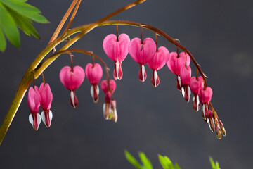 Pink bleeding heart flowers bunch