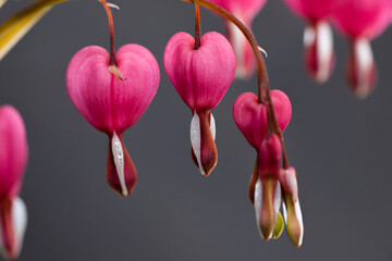 Pink bleeding heart flowers bunch