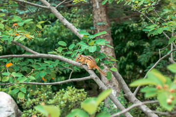 Chipmunk climbing a tree