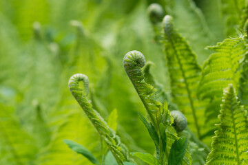 Matteuccia, ostrich fern  leaves closeup selective focus