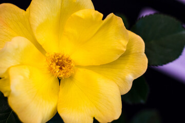 Naklejka premium Close up of a yellow flower
