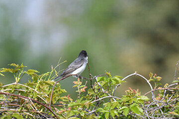Eastern Kingbird perched on a twig