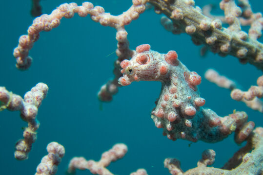 pygmy seahorse