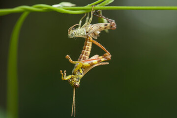 Moment Grasshopper molting in nature