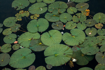 lilypads on the water of a lake