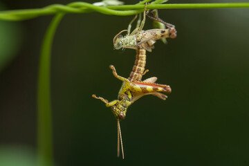 Moment Grasshopper molting in nature