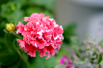 ふわふわした赤い花