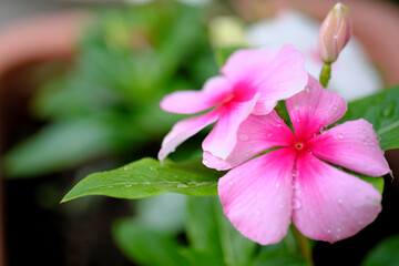 ピンク色の花びらの開花