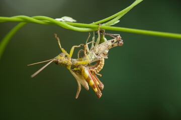 Moment Grasshopper molting in nature