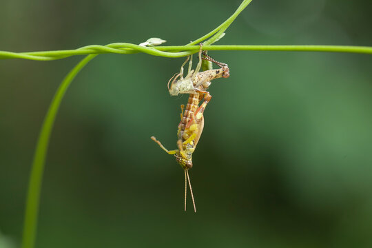 Moment Grasshopper molting in nature