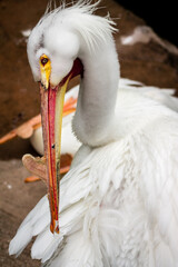 close up of pelican in an enclosure at the John Ball Zoo