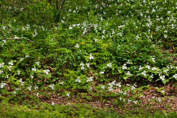 The white trillium (Trillium grandiflorum)  the plant is native to eastern North America