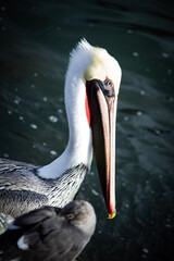 pelican in water