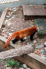 Red panda walking around at the zoo