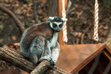 Ring tailed lemur in an enclosure at the zoo