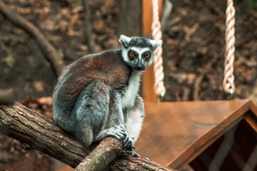 Ring tailed lemur in an enclosure
